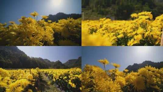 菊花金丝皇菊种植基地4k高清在线视频素材下载