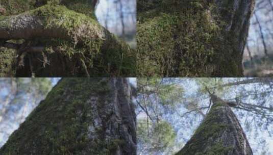 长满青苔的树干高清在线视频素材下载