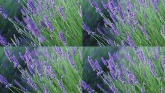 紫色花海 紫色 薰衣草高清在线视频素材下载