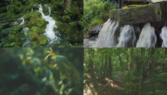 茂密丛林中的河流树木 视频合集高清在线视频素材下载