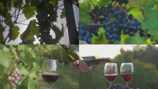 葡萄红酒葡萄酒干红倒红酒葡萄庄园红酒广告高清在线视频素材下载