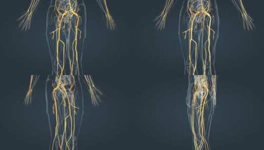 神经系统脊神经脊髓三维动画高清在线视频素材下载