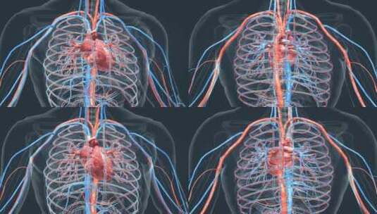 3D人体器官心脏心跳三维动画高清在线视频素材下载