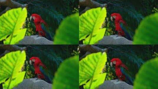 红色金刚鹦鹉高清在线视频素材下载