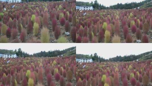 浪漫的乡村振兴植物植被地肤草高清在线视频素材下载