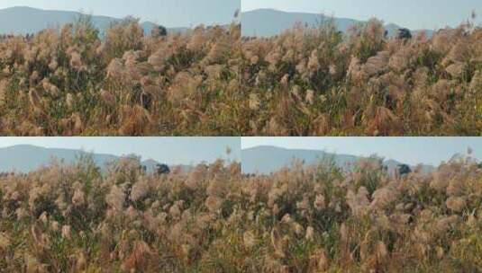 随风飘荡的芦苇高清在线视频素材下载