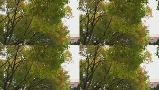 树林特写微风吹树叶树枝茂密森林树林绿色树高清在线视频素材下载