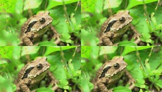 青蛙 蟾蜍 小动物 蛤蟆 林间动物高清在线视频素材下载