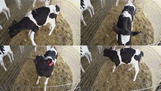 奶牛 小奶牛 奶牛场 奶牛养殖 (5)高清在线视频素材下载