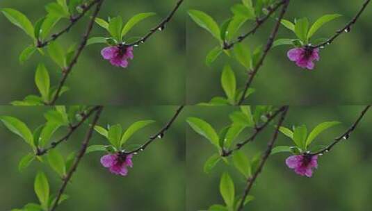 春雨桃花盛开高清在线视频素材下载