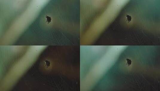 蜘蛛网空镜高清在线视频素材下载