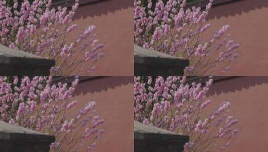 故宫春季红墙花开高清在线视频素材下载