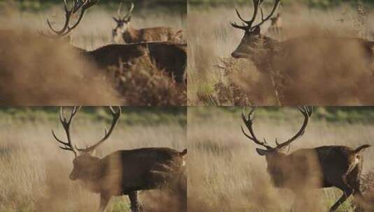 雄性鹿在早地里行走高清在线视频素材下载
