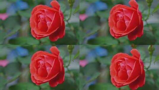 玫瑰花绽放高清在线视频素材下载