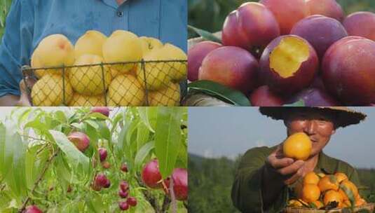 果园采摘农民丰收高清在线视频素材下载