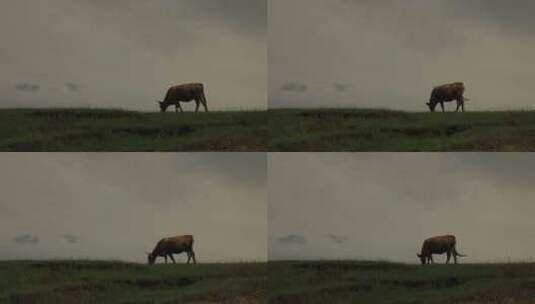 山坡上吃草的老黄牛高清在线视频素材下载