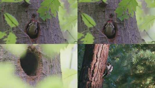 啄木鸟特写野生动物大树高清在线视频素材下载