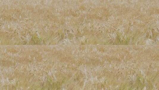 大麦穗的慢镜头拍摄高清在线视频素材下载