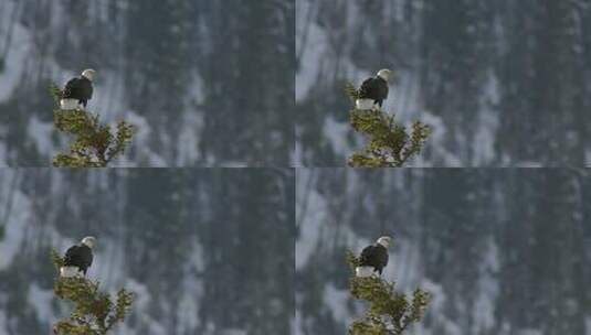 树顶起飞的白头鹰高清在线视频素材下载