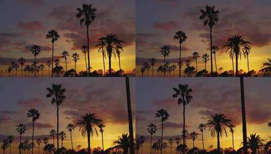 棕榈树和日落的天线高清在线视频素材下载
