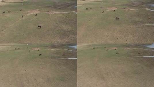 航拍晴天草地上吃草的马群高清在线视频素材下载