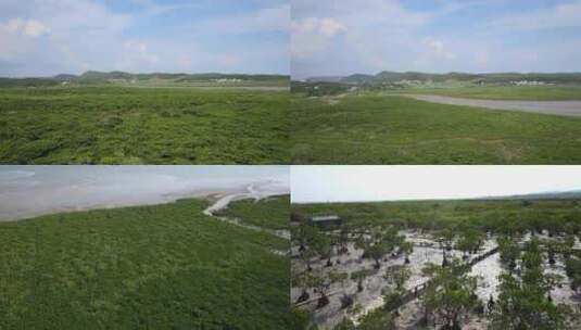 h广西滩涂红树林02高清在线视频素材下载