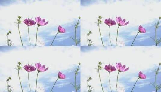 蓝天白云蝴蝶飞舞在红色的花朵高清在线视频素材下载