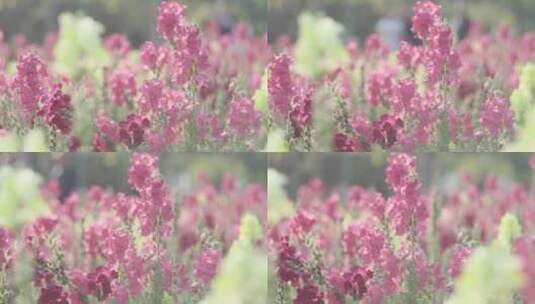 唯美逆光下的粉色鲜花丛风景高清在线视频素材下载