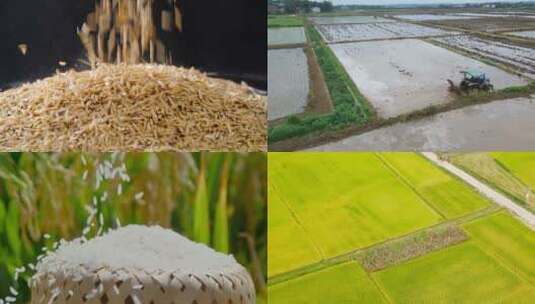 稻田稻谷 水稻培育高清在线视频素材下载