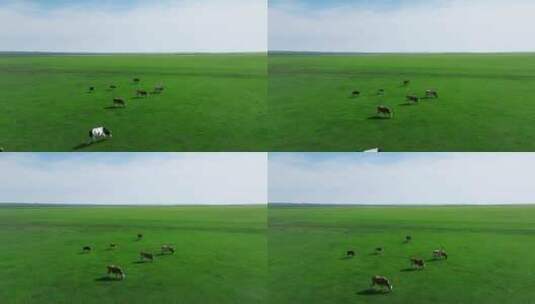 草原有机生态牧场牛群高清在线视频素材下载
