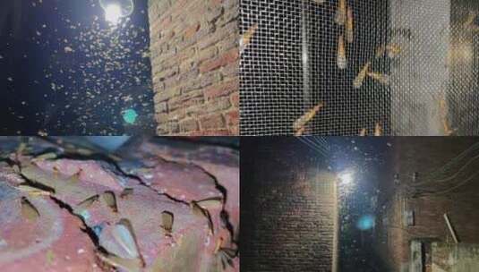 成群的飞蚁飞进房子蟾蜍吃飞蚁高清在线视频素材下载