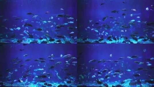 海底世界海洋鱼群生物特写高清在线视频素材下载