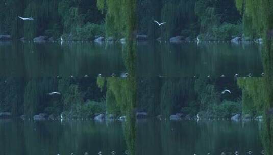 湖边树林飞行和歇息的鸟高清在线视频素材下载