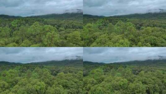 云雾森林航拍山山川大自然风景意境自然风光高清在线视频素材下载