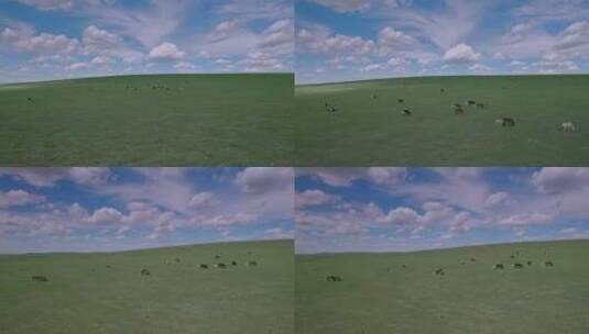 内蒙古空中草原马匹夏季景观高清在线视频素材下载