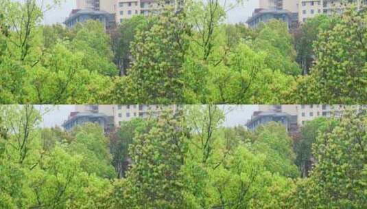 公园大自然雨季下雨雨滴树林树叶雨水高清在线视频素材下载