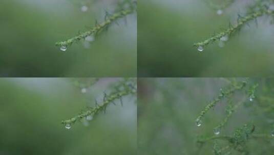 小草上的雨滴水珠高清在线视频素材下载