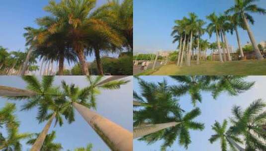 仰拍仰视热带风情棕榈树大王椰子树高清在线视频素材下载