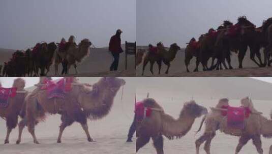 敦煌鸣沙山月牙泉骆驼队沙漠骆驼高清在线视频素材下载