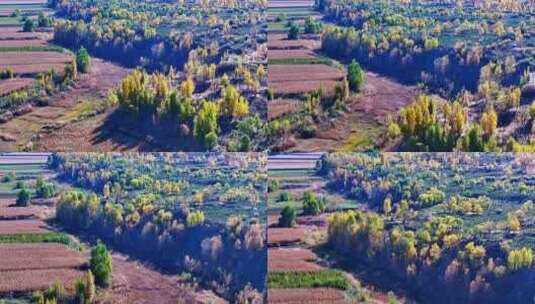陕北杨树林 防护林秋景高清在线视频素材下载