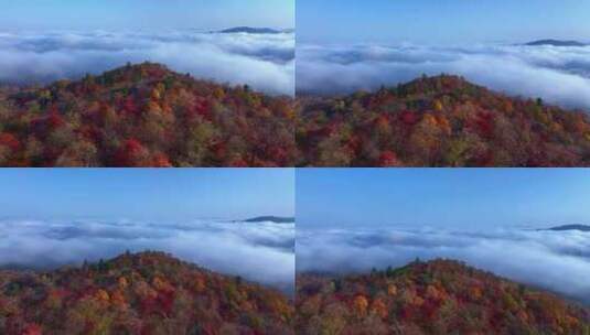 4K秋天五花山吉林东北秋景日出云海云雾逆光高清在线视频素材下载