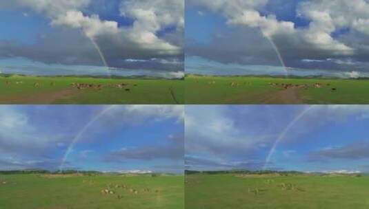 4K草原牛群彩虹航拍高清在线视频素材下载