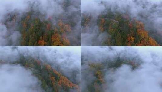 高清实拍眉山洪雅瓦屋山森林高清在线视频素材下载