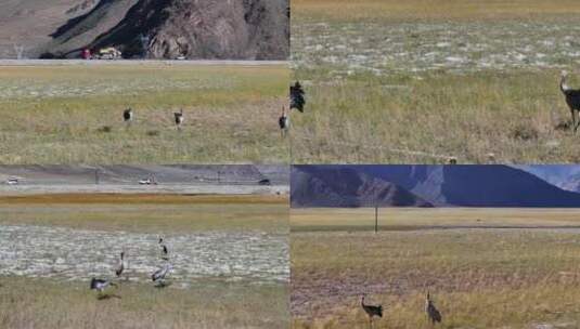 4K航拍西藏阿里班公湖湿地鸟类风光高清在线视频素材下载