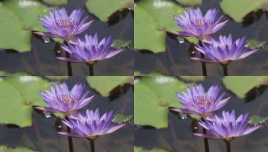 池塘里紫色睡莲高清在线视频素材下载