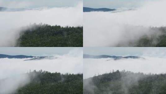 森林航拍 大兴安岭晨雾高清在线视频素材下载