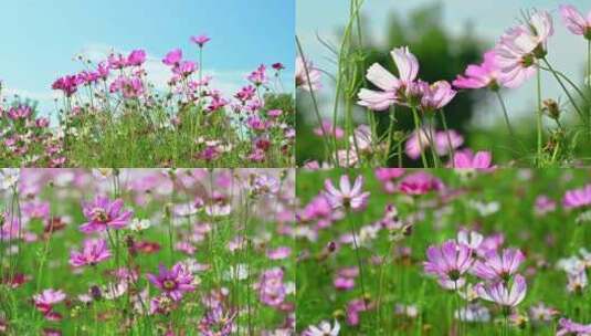 田野里盛开的野菊花高清在线视频素材下载