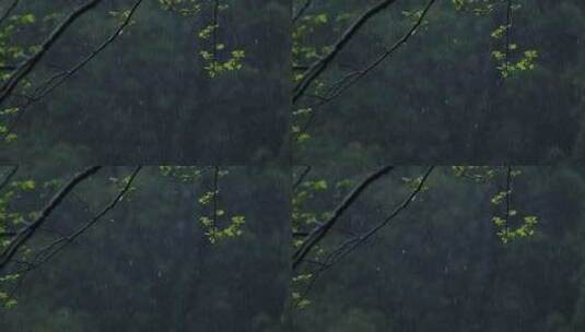 春天雨季雨滴树林树叶升格空镜高清在线视频素材下载