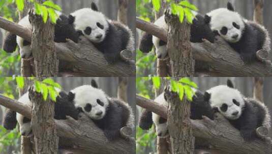 两只可爱国宝大熊猫幼崽睡觉高清在线视频素材下载