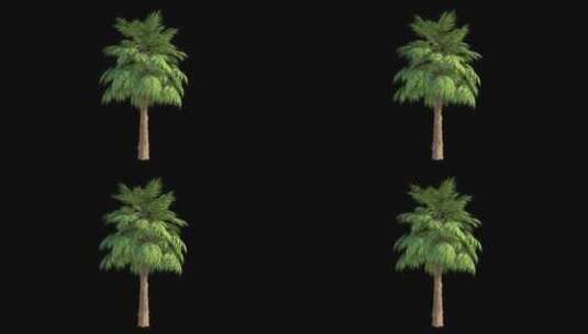 风中的棕榈循环阿尔法通道高清在线视频素材下载